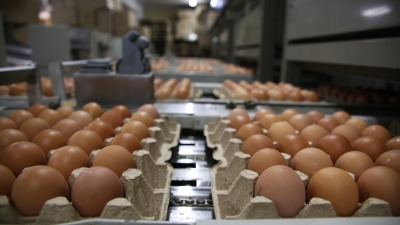 أسعار البيض في حماة