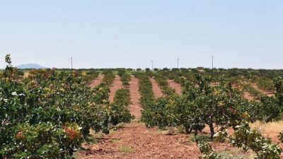 الزراعة في حماة