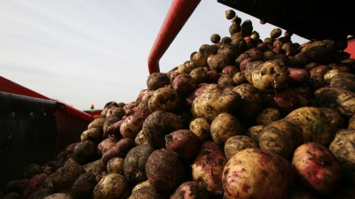 مصر تتلقى طلبات عاجلة لتصدير البطاطا والبصل إلى سوريا وتركيا