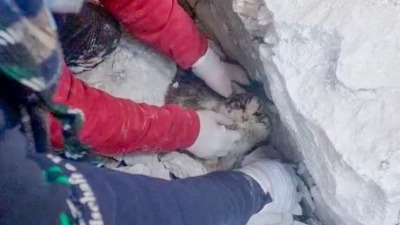 فريق منظمة دار إرنيستو للقطط وهو ينقذ قطة عالقة بين الأنقاض في سوريا