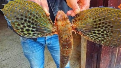 صورة متداولة لسمكة "الجيجي" التي اصطادها رجل في بانياس مؤخراً (فيس بوك)