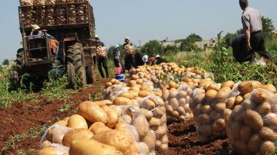 اتحاد الفلاحين: كيلو البطاطا قد يباع العام المقبل بـ 10 آلاف ليرة سورية