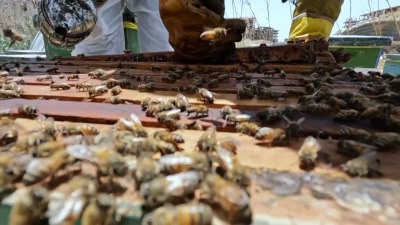 سوريون يتجهون إلى طبيب بيطري للعلاج بلسعات النحل | فيديو