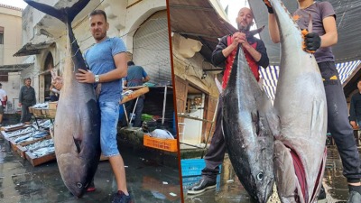 أسماك عملاقة تغزو أسواق الساحل السوري
