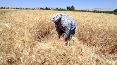 القمح في شمال شرقي سوريا