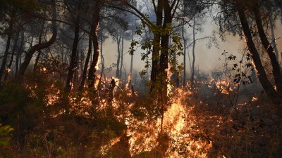 منصة فيرمو: خطورة متوسطة لاندلاع حرائق جديدة بغابات شمال غربي سوريا