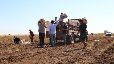 إنتاج وفير من البطاطا في ريف حلب ـ الأناضول