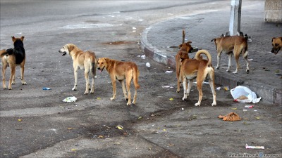 زيادة إصابات داء الكلب والحمى المالطية في دير الزور