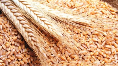حكومة النظام تعلن مناقصة لشراء 200 ألف طن من القمح اللين