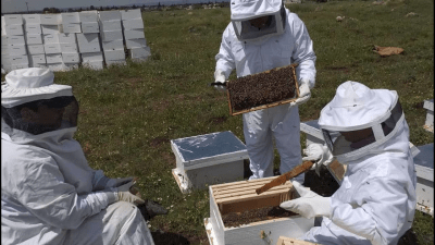 تهجين النحل السوري.. طريقة لزيادة الإنتاج والتغلب على ضيق المراعي
