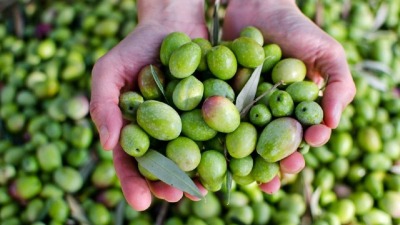 انخفاض إنتاج سوريا من الزيتون بنسبة 28 في المئة مقارنة مع العام الماضي