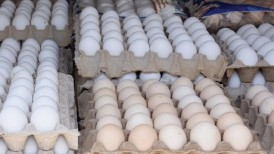 البيضة بـ2000 ليرة سورية.. ما أسباب ارتفاع أسعار البيض في اللاذقية؟