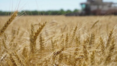 محصول القمح (AFP)