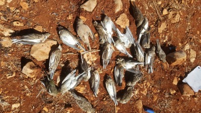 بشار الأسد يصدر قانوناً لتنظيم الصيد البري