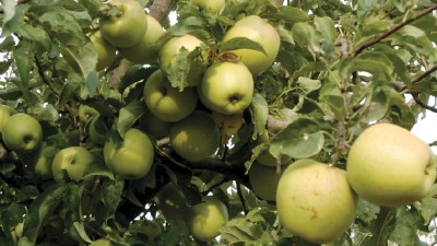 بسبب الخسائر المتكررة.. فلاحون يقتلعون أشجار التفاح في حمص