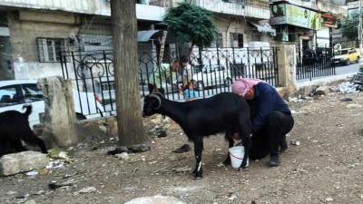 يرعى قطيع الماعز في الحدائق والأحراش على طول الطريق الواصل بين أحياء حلب