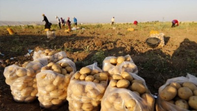 انخفاض سعر البطاطا في سوريا