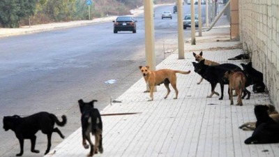 تنتشر الكلاب الشاردة بشكل لافت داخل الأحياء التي دمّرها قصف النظام