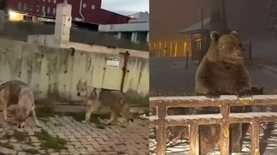 تركيا.. ذئاب جائعة تتجول بشوارع إسطنبول ودببة أولوداغ تهاجم المتنزهين