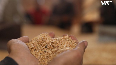 مزارعو القمح في إدلب تكبدوا خسائر كبيرة هذا العام