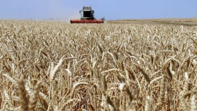 النظام يبرم عقداً مع روسيا لشراء 1.4 مليون طن من القمح