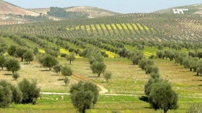 أشجار الزيتون في الشمال السوري - تلفزيون سوريا