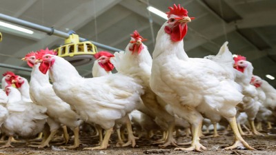 المرض أسفر عن نفوق مئات الدواجن وأثر سلباً على أسعار منتجات الدجاج