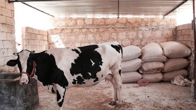 الأبقار في سوريا