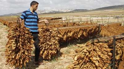 النظام السوري يحدد أسعار شراء التبغ من المزارعين