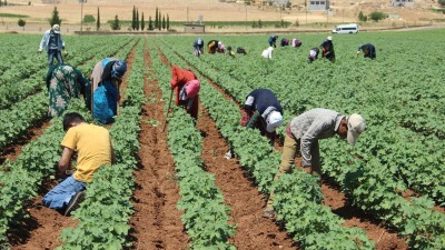 عمال زراعيين في أحد الحقول التركية (İHA)