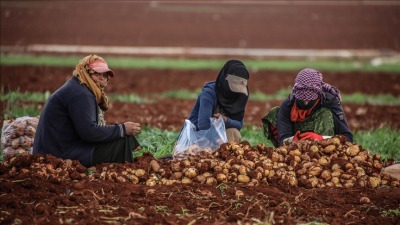 النظام السوري يرفع سعر بذور البطاطا 4 أضعاف.. كم سيبلغ ثمن بيع الكيلو للمواطنين؟