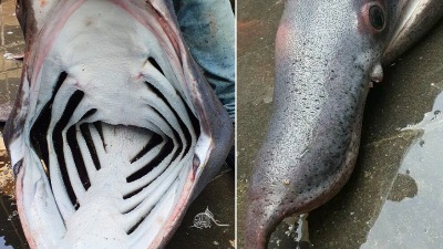 "القرش المتشمس".. ظهور قرش نادر في بانياس