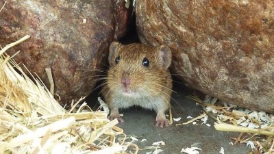 الفئران تهدد الحقول والمحاصيل الزراعية في محافظة حماة