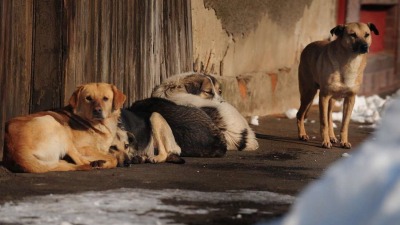 أكثر من 8100 شخصاً ضحايا الكلاب الشاردة في مناطق سيطرة النظام السوري خلال 2023