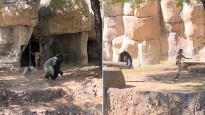"كأنه مشهد سينمائي".. غوريلا تطارد امرأتين داخل حديقة حيوان