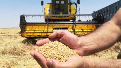 زراعة القمح شمالي سوريا
