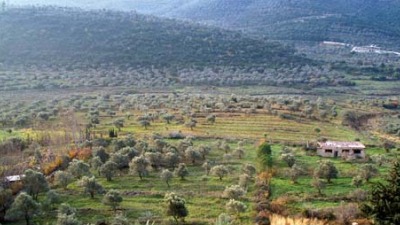 أشجار الزيتون في إدلب