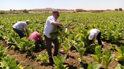 زراعة التبغ في سوريا